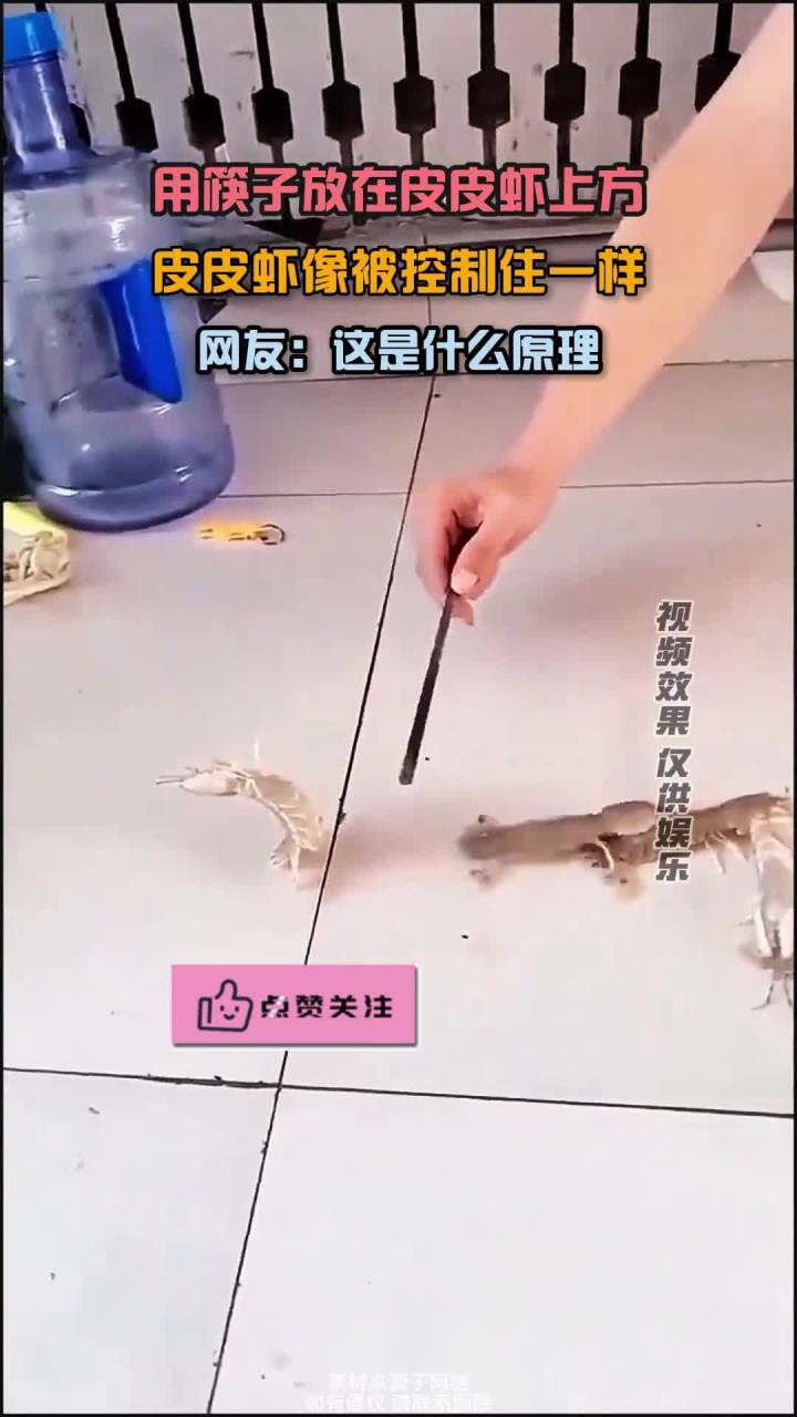筷子放在皮皮虾上方,皮皮虾像被控制住一样,网友:这是什么原理
