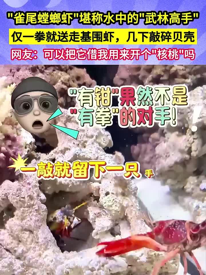 雀尾螳螂虾一拳KO基围虾，重拳砸碎贝壳，网友：借我开核桃可行