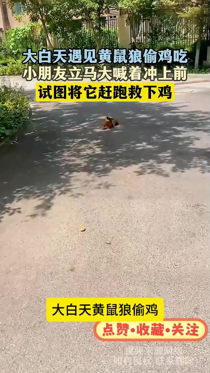 大白天遇见黄鼠狼偷鸡吃,小朋友立马大喊着冲上前