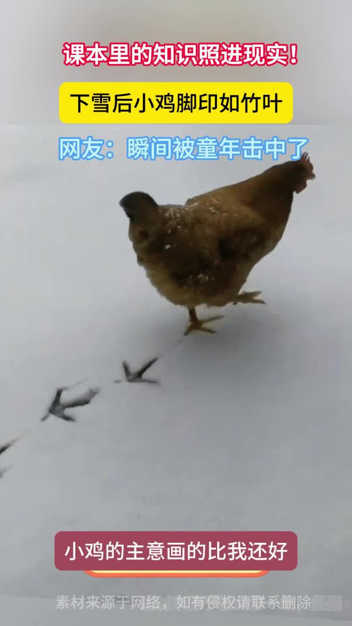 小学语文课本里都是真的,下雪后的小鸡确实能画竹叶