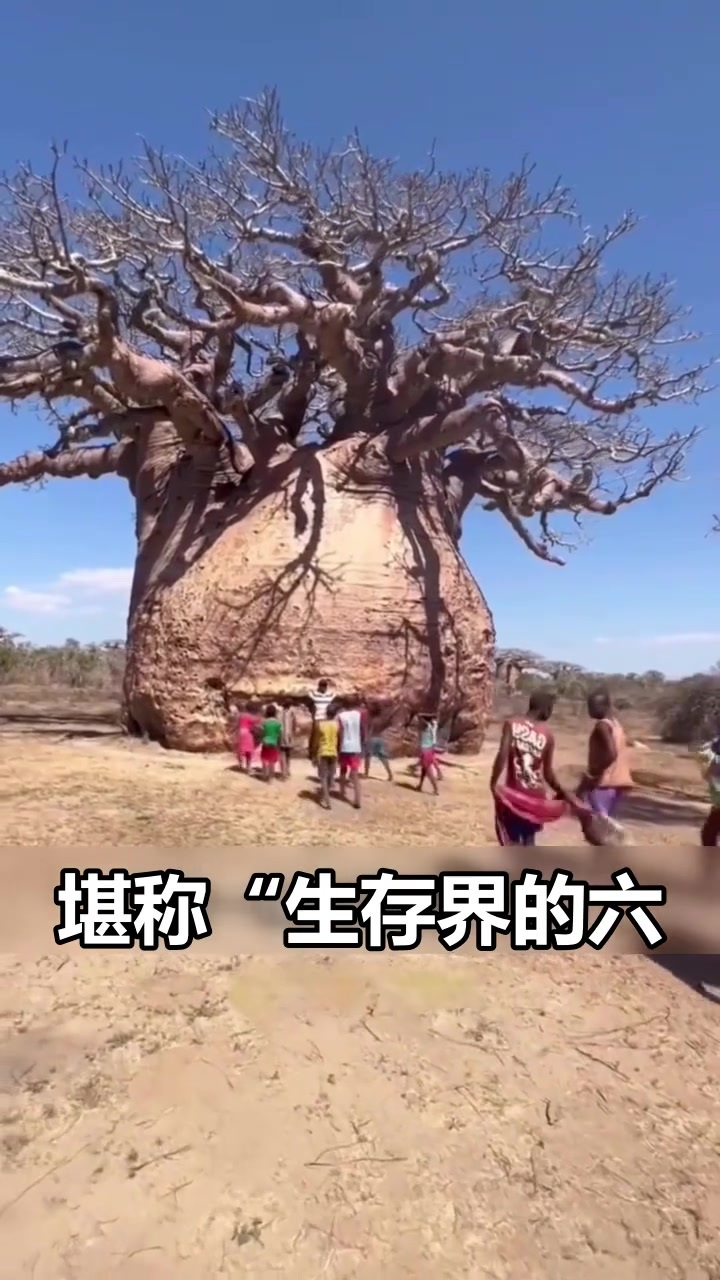 世界上最神奇的树，能吃能喝还能住 202_全局解说