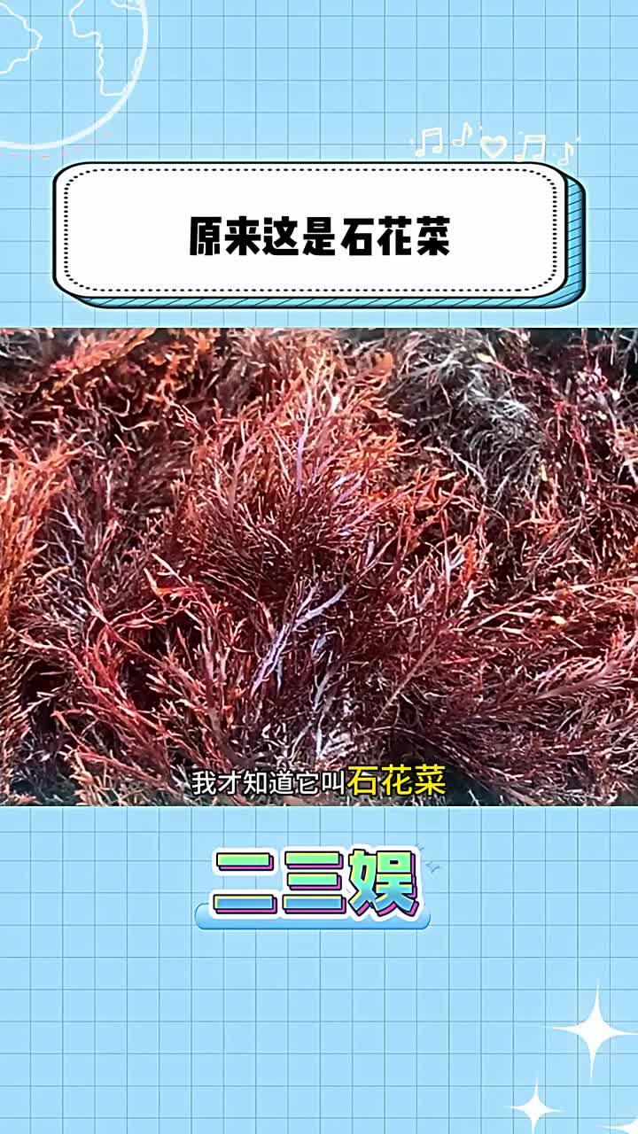 原来这就是石花菜