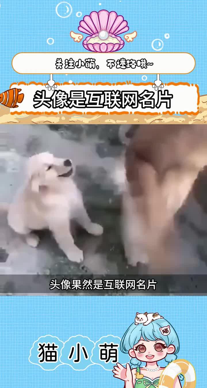头像果然是互联网名片~