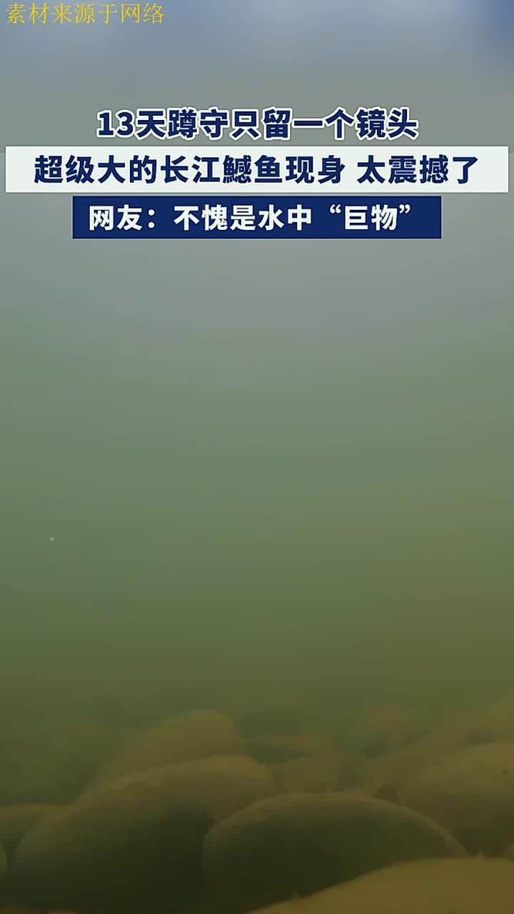 13 天蹲守只留一个镜头,超级大的长江鳡鱼现身,太震撼了来源:彩云大视野 编辑:孙