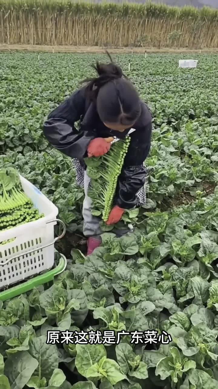 原来这就是广东菜心收割现场啊