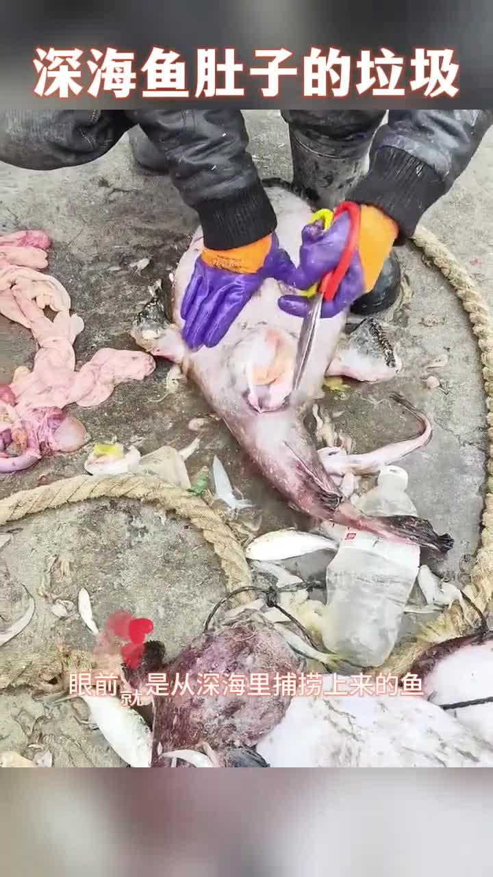 深海鱼肚子的垃圾,真是不可思议