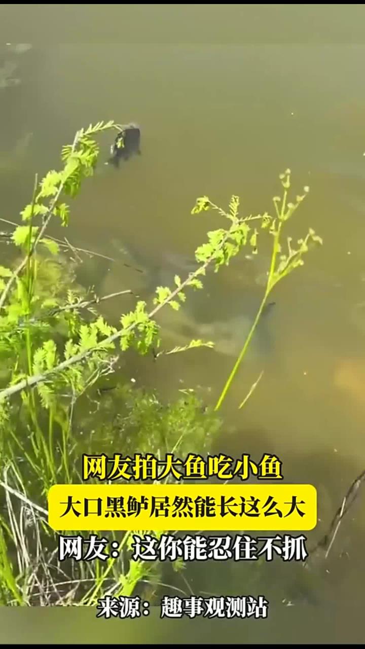 网友拍大鱼吃小鱼,大口黑鲈居然能长这么大,网友:这你能忍住不抓