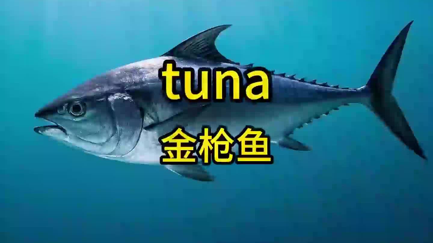 金枪鱼,英语是什么