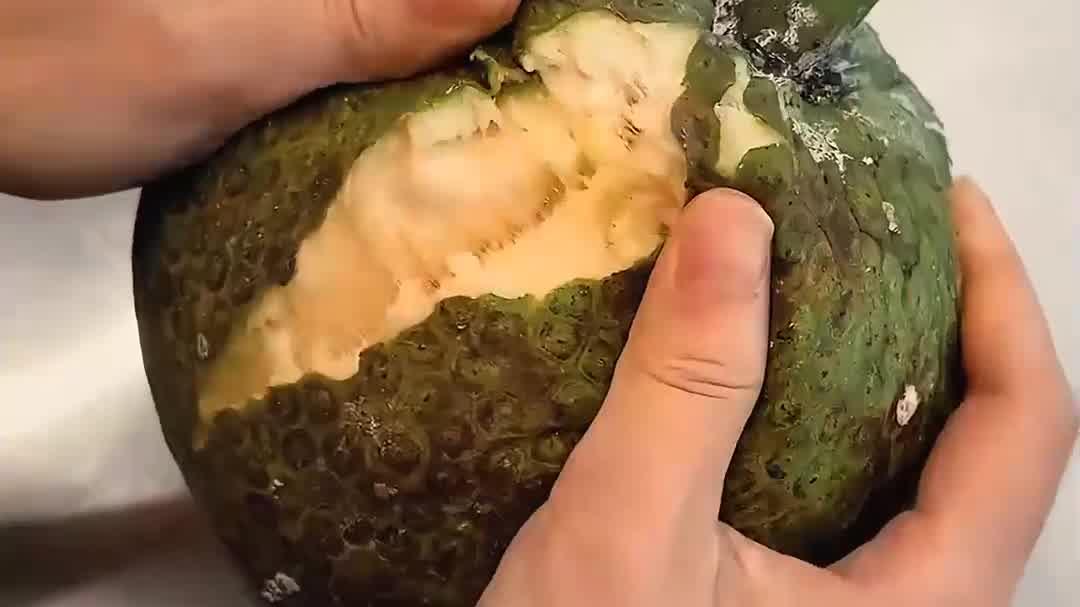 面包果是一种口感像面包的热带水果