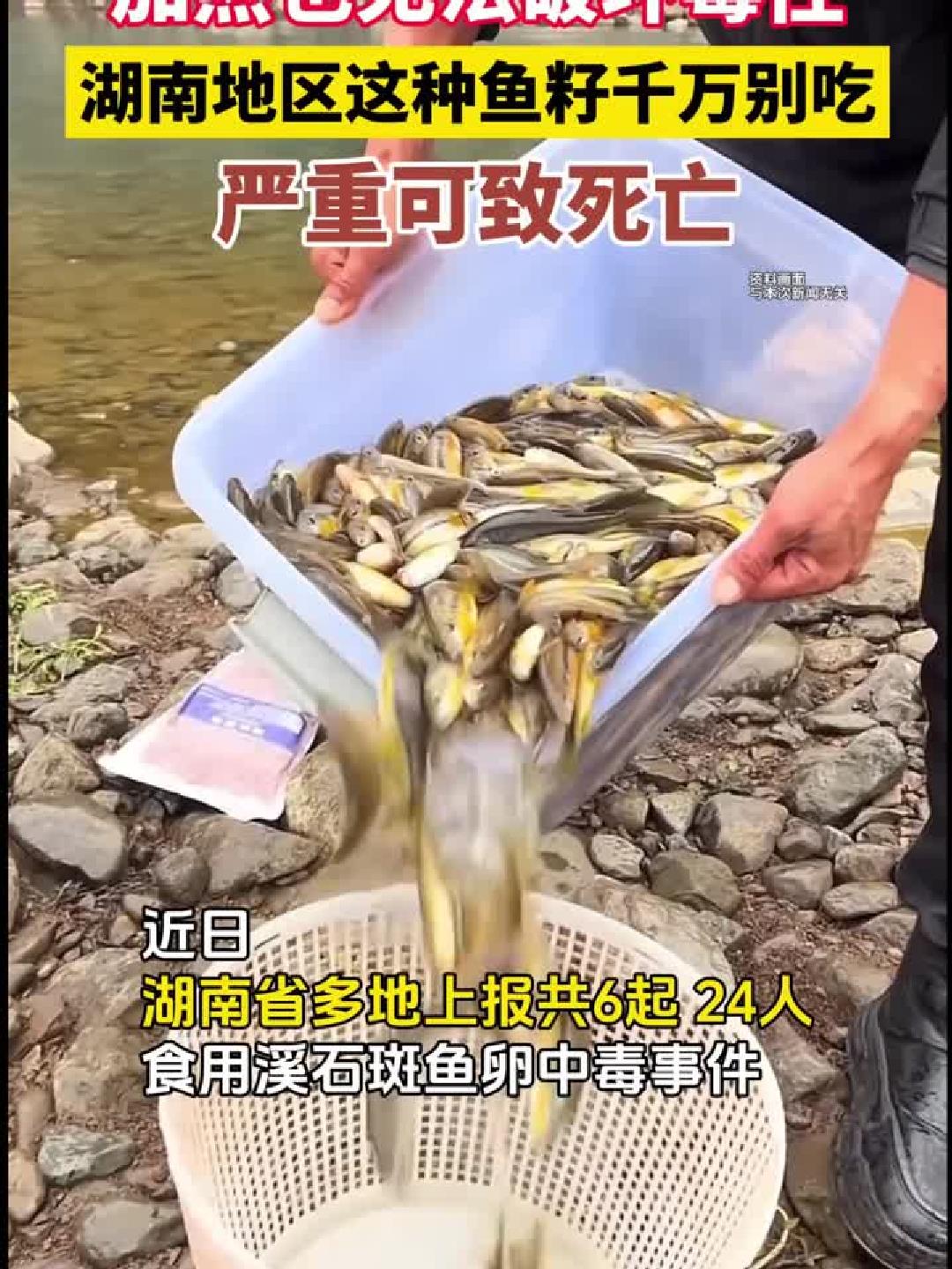 这种鱼卵有毒!湖南多人食用溪石斑后中毒送医