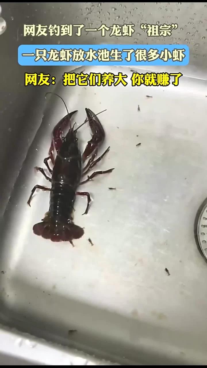 网友钓到了一个龙虾“祖宗”,一只龙虾放水池生了很多小虾,网友:把它们养大 你就赚