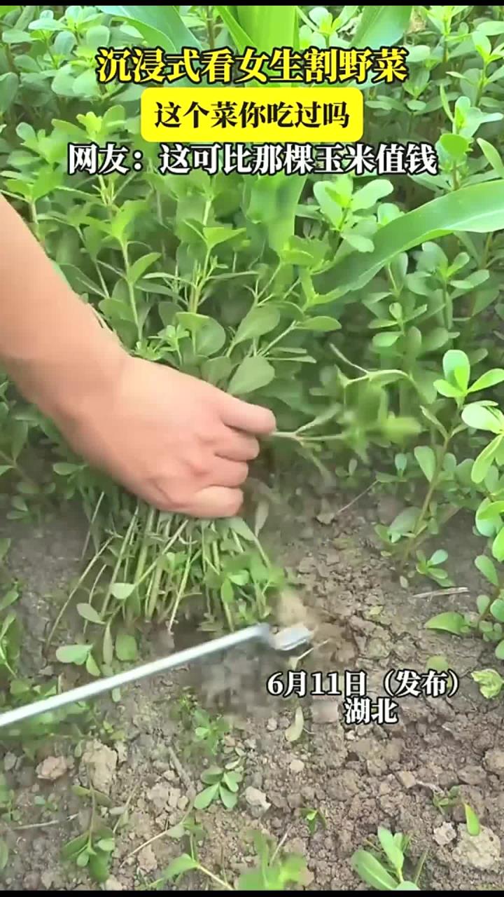 沉浸式看女生割野菜,这个菜你吃过吗,网友:这可比那棵玉米值钱