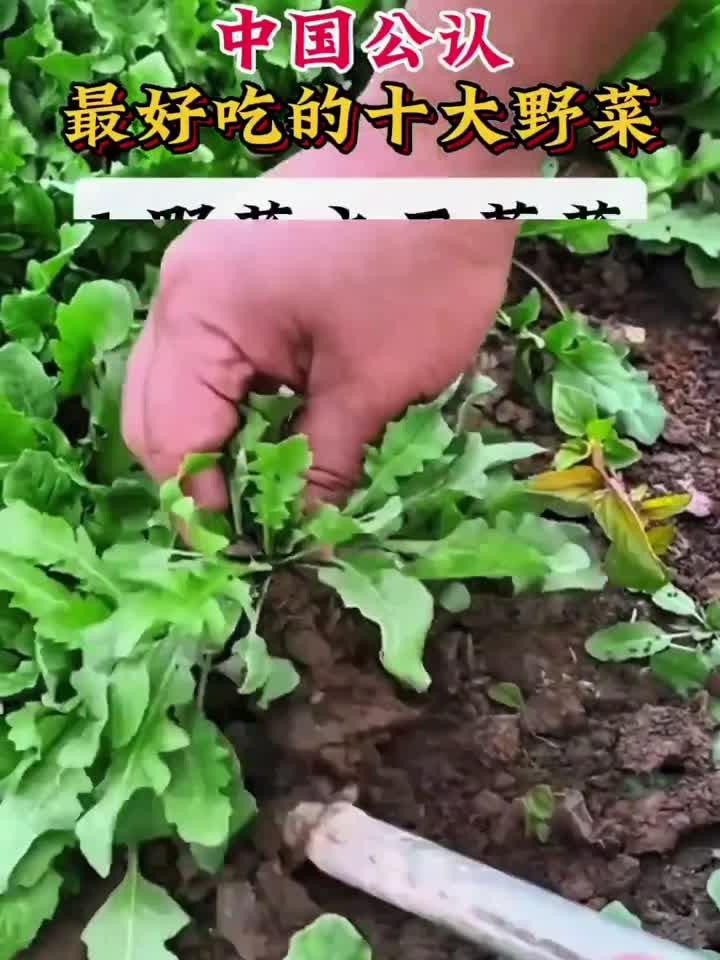 “中国十大养生野菜”排行榜，你吃过几种？