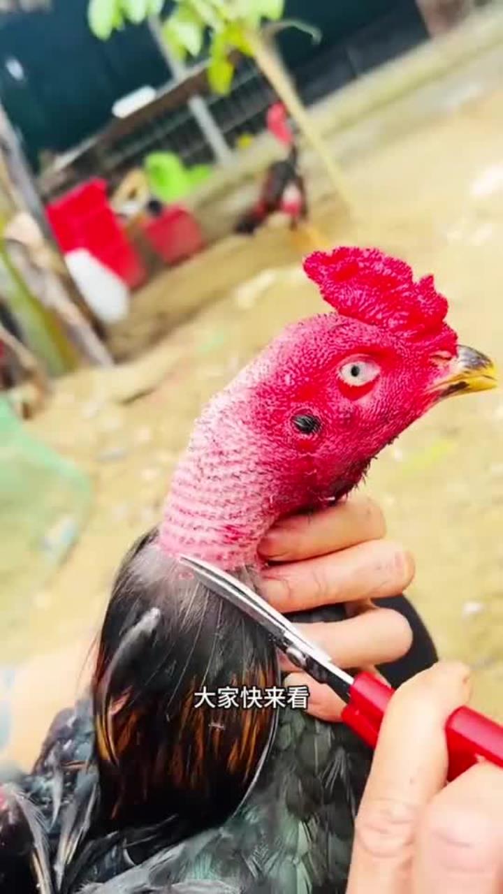 霸气的大公鸡,剪起了羽毛