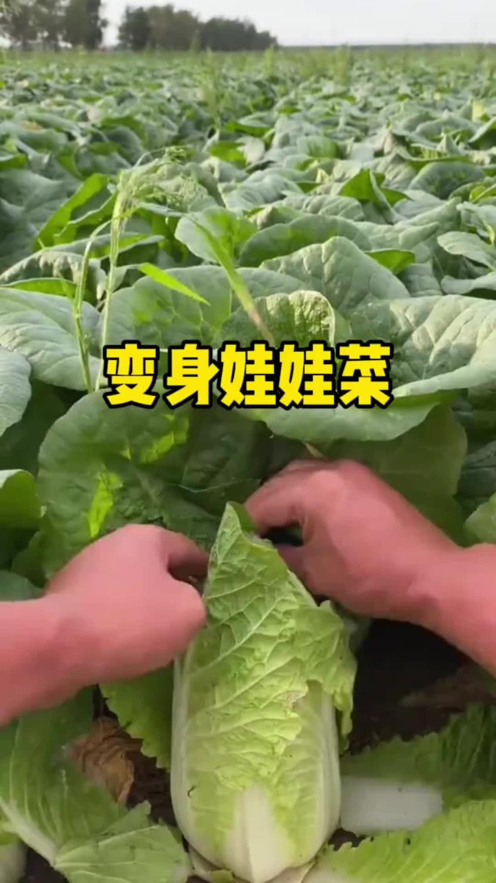 原来娃娃菜就是大白菜的菜心啊