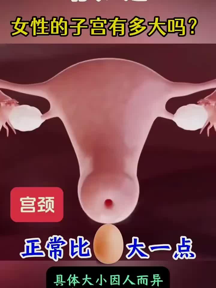 你知道女性子宫的真实尺寸吗?