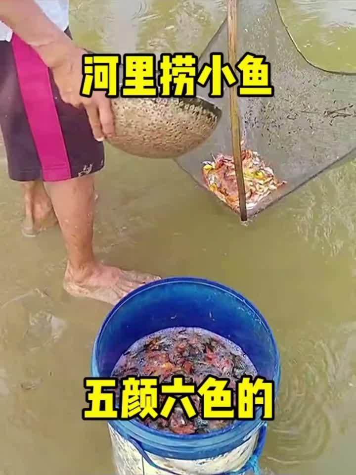 河里捞小鱼,五颜六色的!