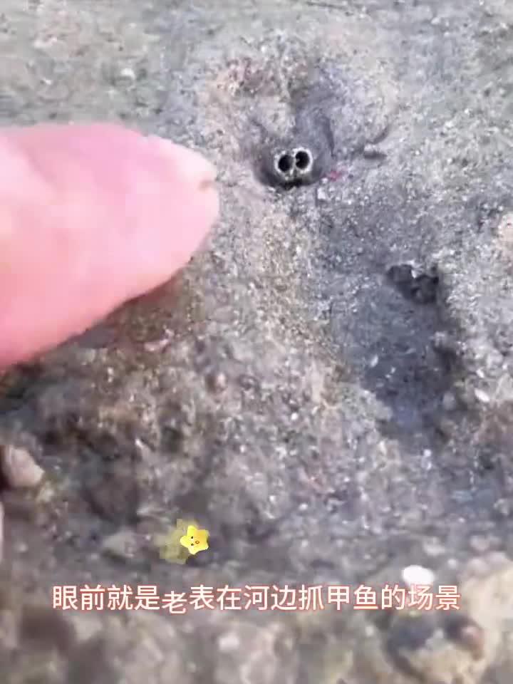 泥巴下的甲鱼,只漏一个鼻子出来