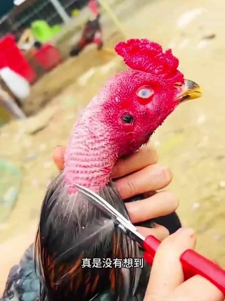 霸气的大公鸡,剪起了羽毛