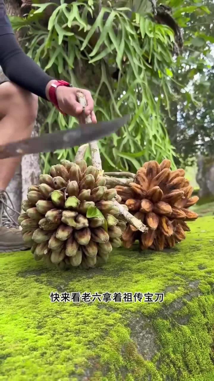 老六采摘完面包果，又把面包果树苗采挖回家，种植成多样性的盆栽