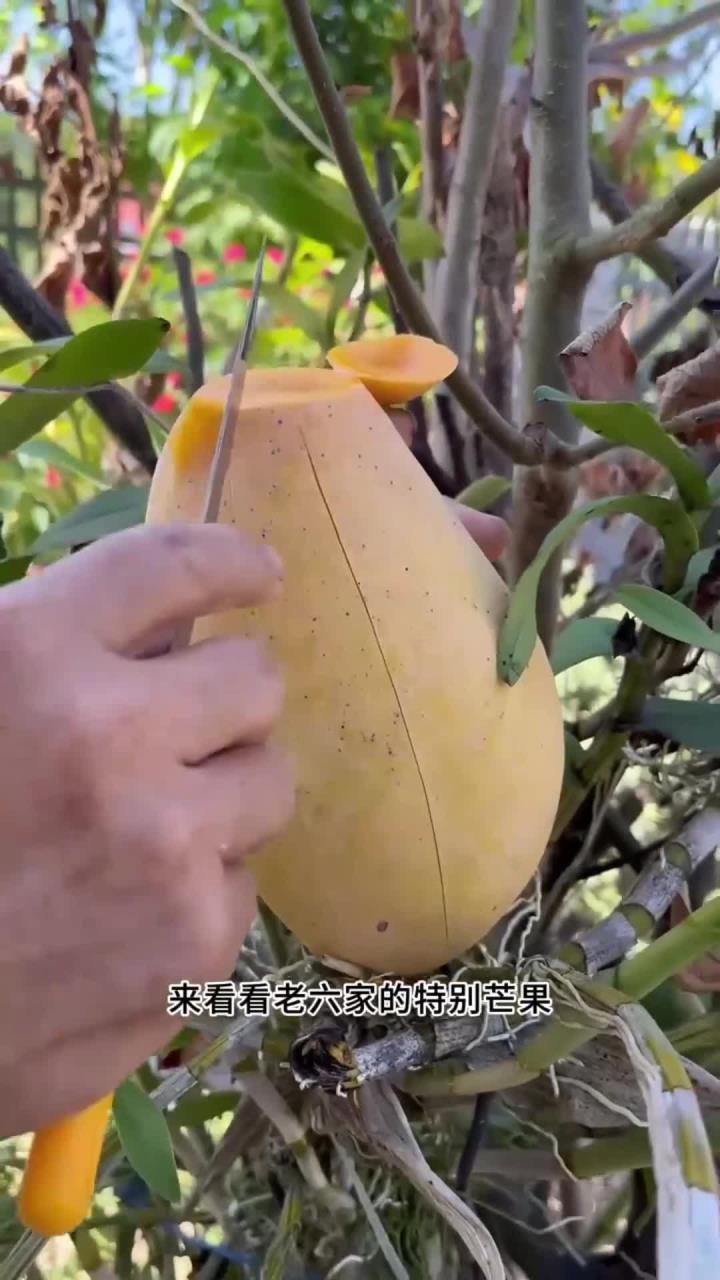 老六家里种有大芒果,圆滚滚胖嘟嘟的外形,原来是稀有品种苹果芒