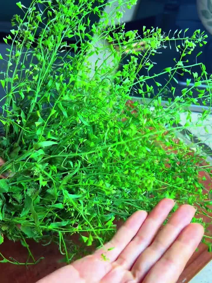 荠菜花煮鸡蛋，三月三养生妙用揭秘！