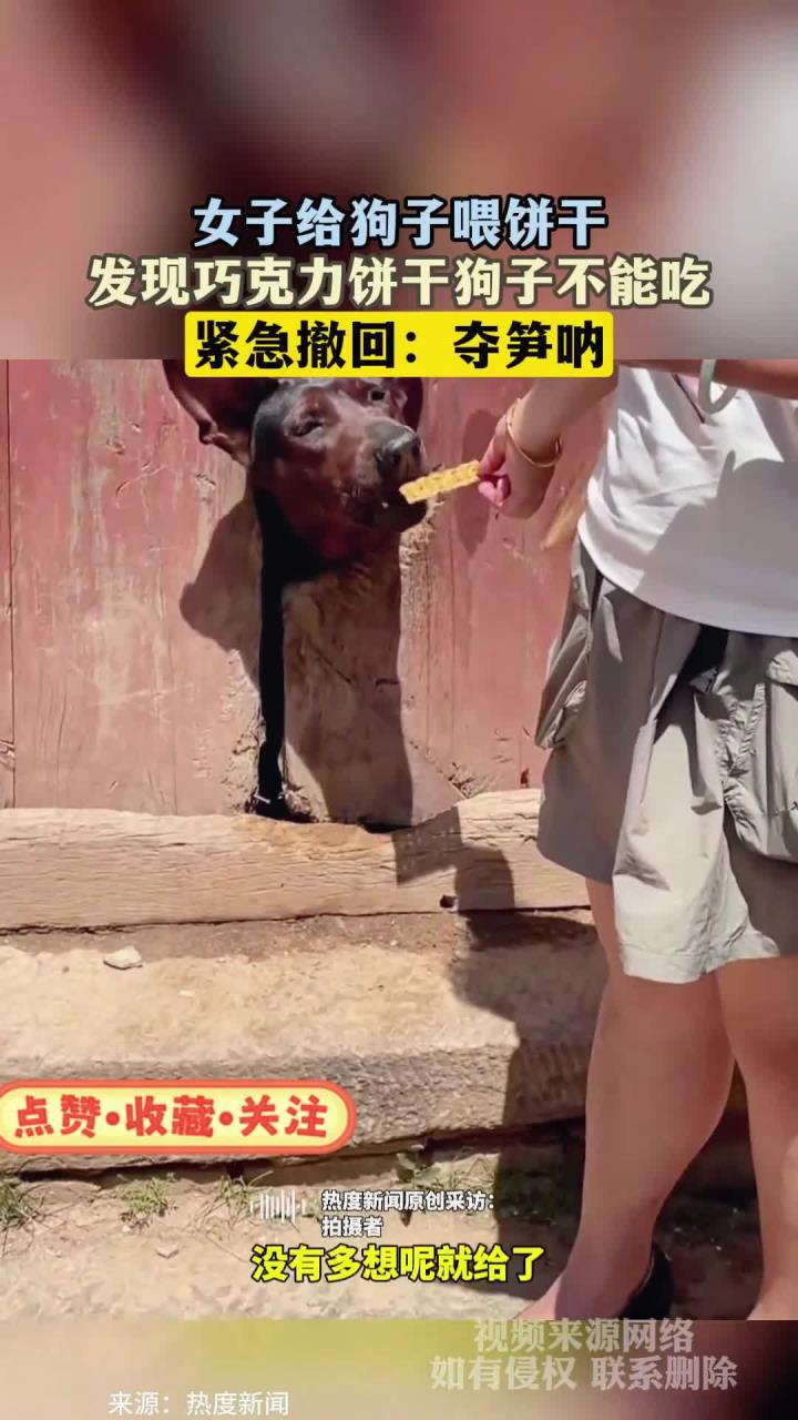女子给狗子喂饼干,发现巧克力饼干狗子不能吃,紧急撤回:夺笋呐