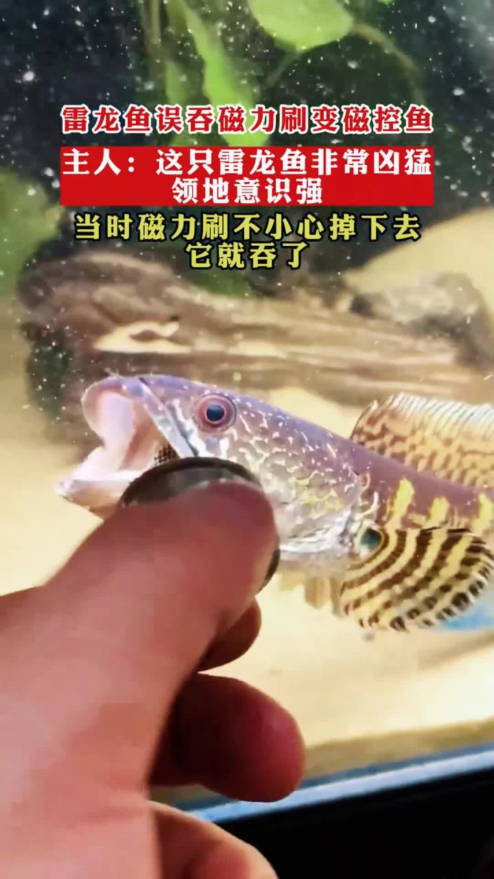 雷龙鱼误吞磁力刷变磁控鱼,主人:这只雷龙鱼非常凶猛领地意识强