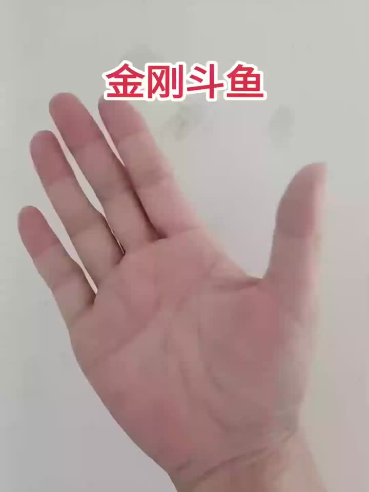 斗鱼打架有多狠？看金刚斗鱼如何捍卫领地
