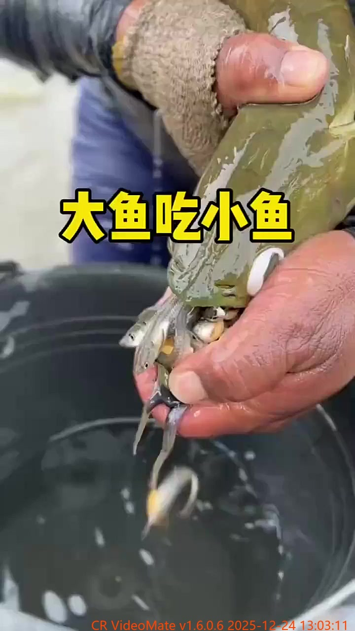 大鱼吃小鱼原来是真的