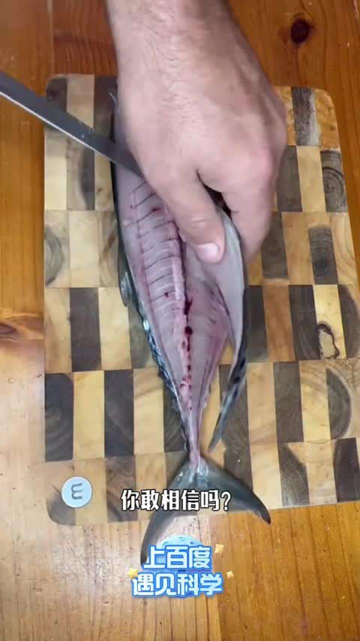 鲣鱼刀，到底有多锋利？