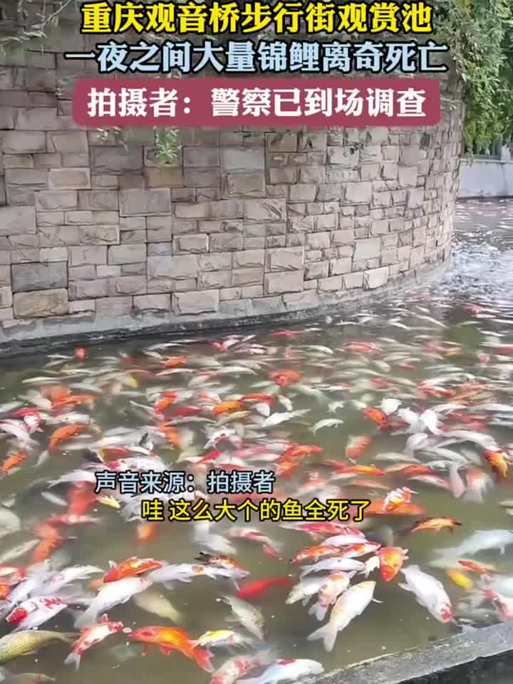 重庆观音桥步行街观赏池 一夜之间大量锦鲤离奇死亡 拍摄者:警察