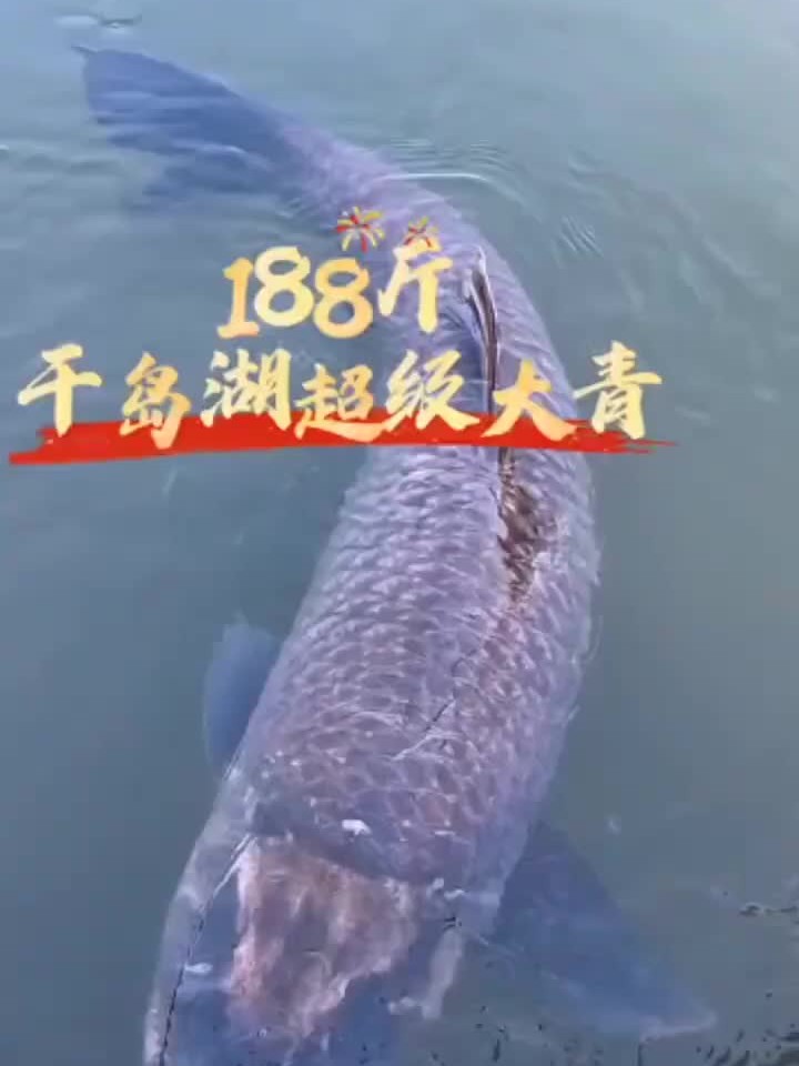 千岛湖水库捕获罕见188斤超级大青鱼