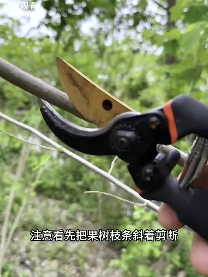 最流行的果树种植方法