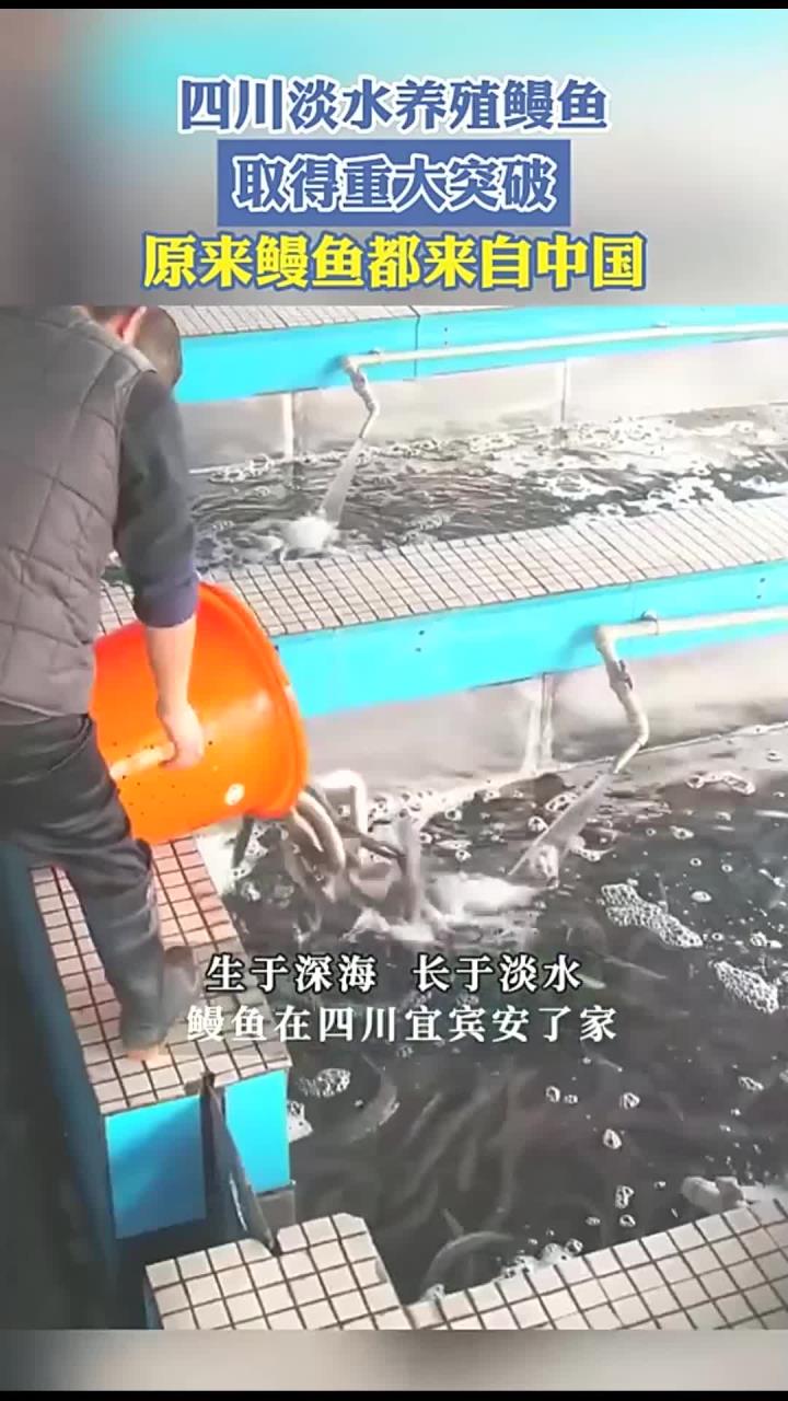 四川淡水养殖鳗鱼取得重大突破,原来鳗鱼都来自中国