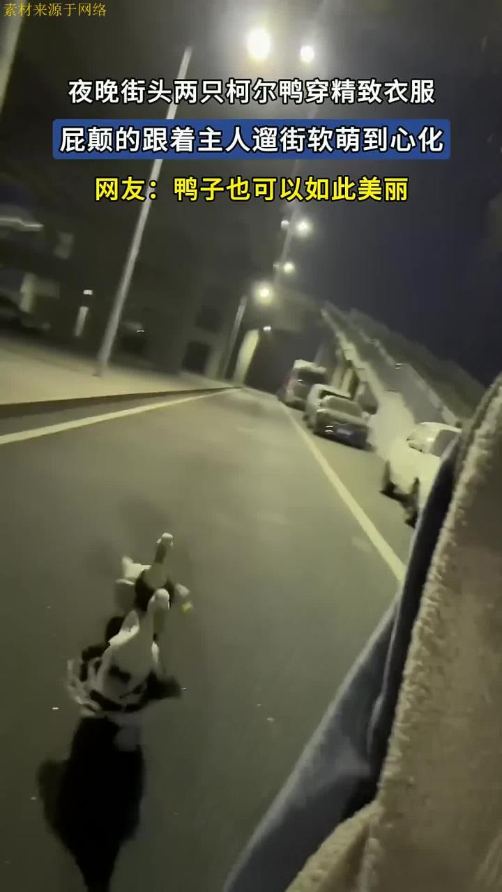 夜晚街头两只柯尔鸭穿精致衣服,屁颠的跟着主人遛街软萌到心化