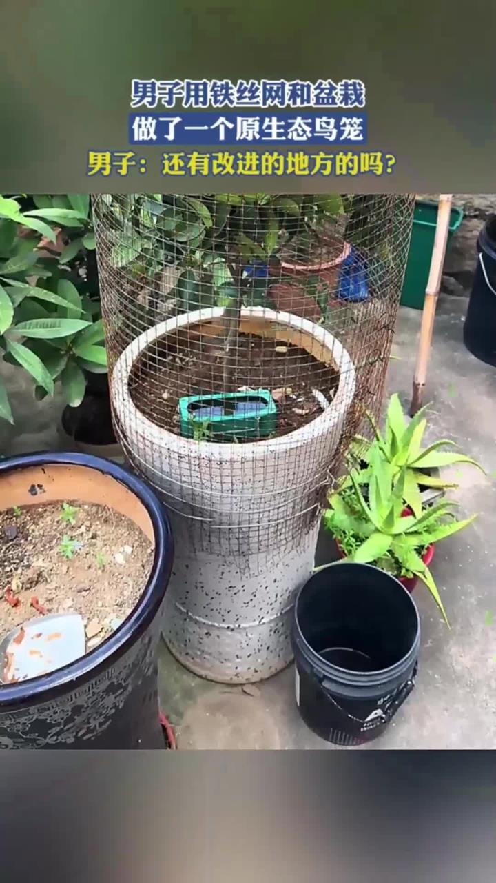 男子用铁丝网和盆栽,做了一个原生态鸟笼,男子:还有改进的地方