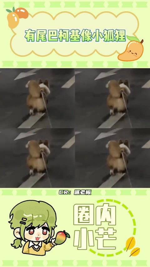才知道原来柯基是尾巴的