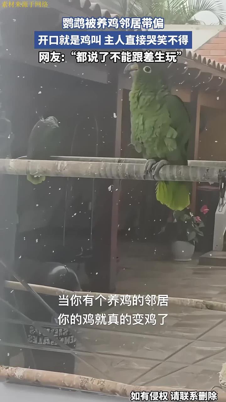 鹦鹉被养鸡邻居带偏，开口就是鸡叫，主人直接哭笑不得