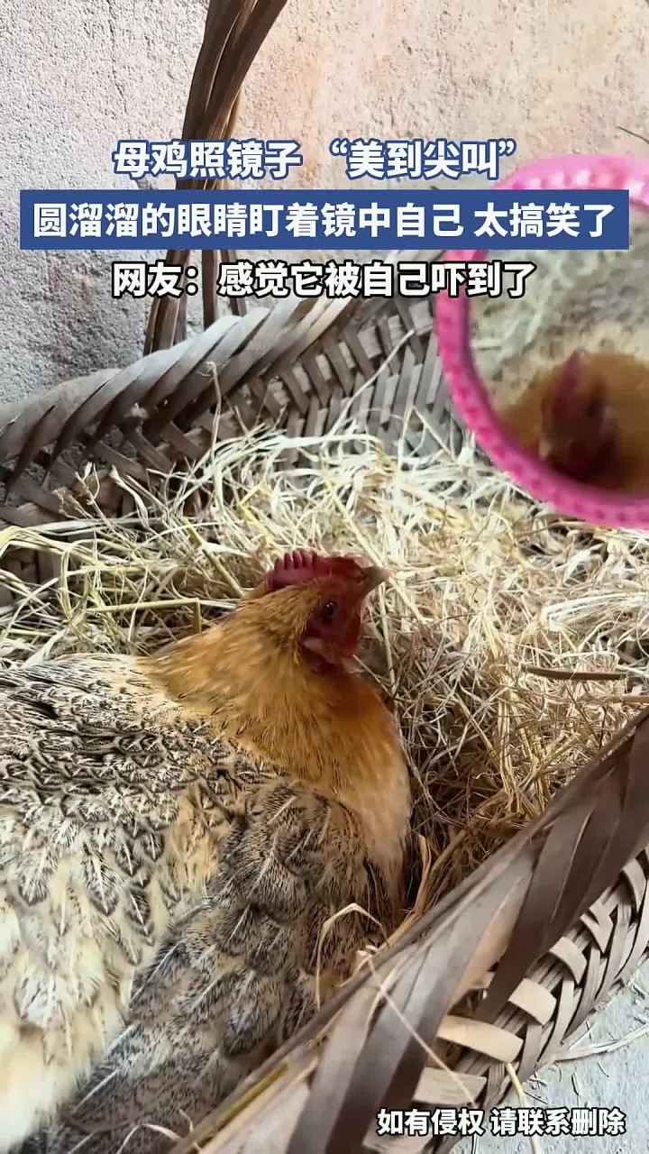 母鸡照镜子 “美到尖叫”,圆溜溜的眼睛盯着镜中自己,太搞笑了