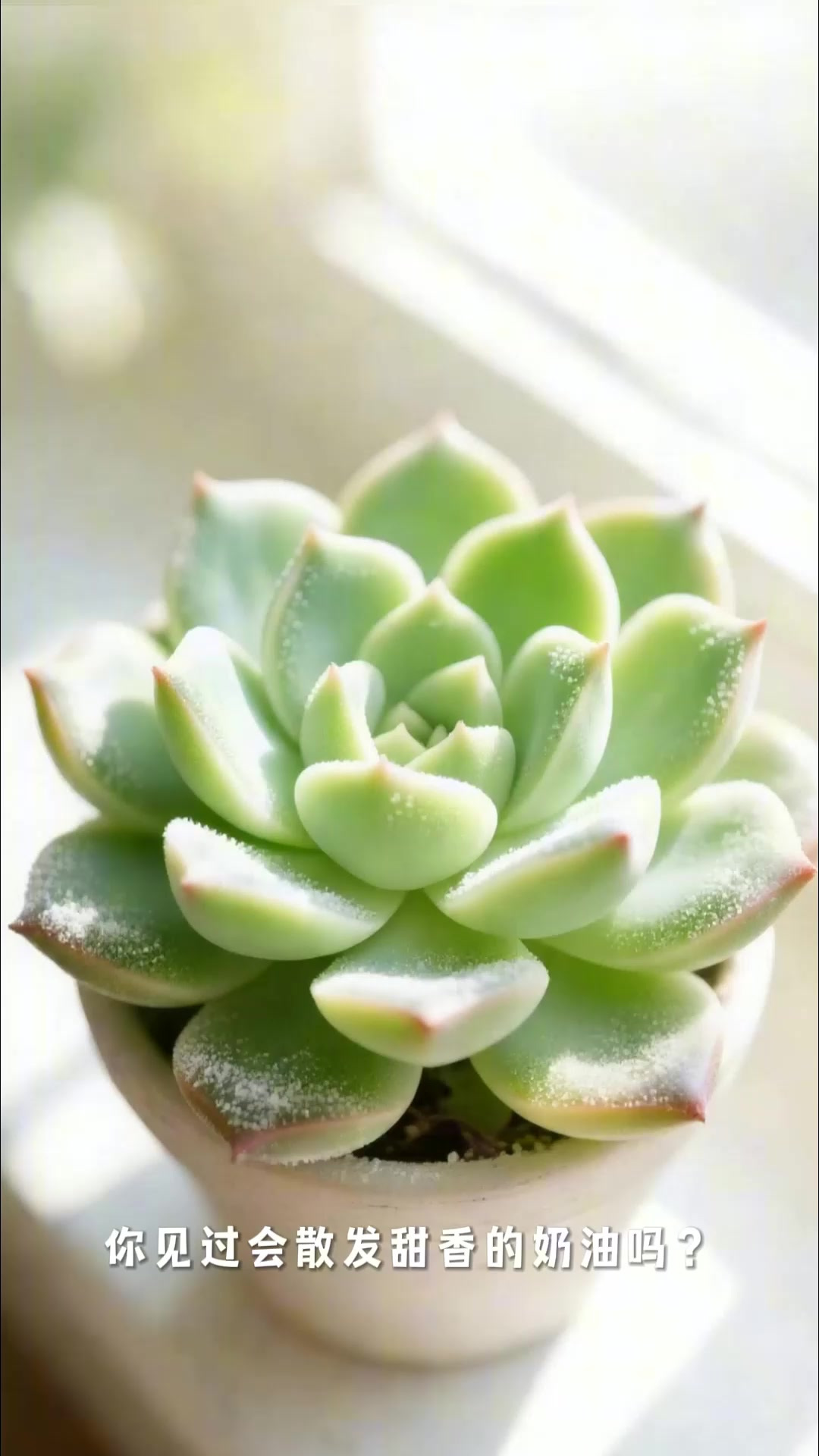 凝脂莲,一种和奶油一样软糯但会散发“甜香”的芬芳多肉