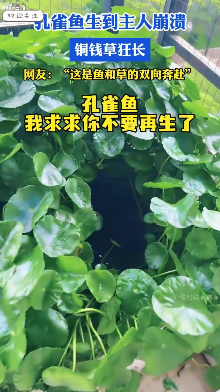孔雀鱼生到主人崩溃,铜钱草狂长