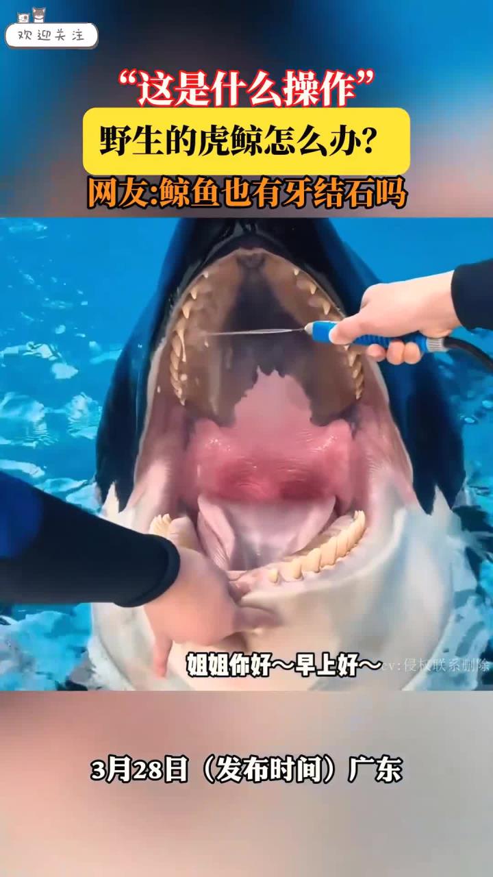 “这是什么操作”,野生的虎鲸怎么办?网友:鲸鱼也有牙结石吗