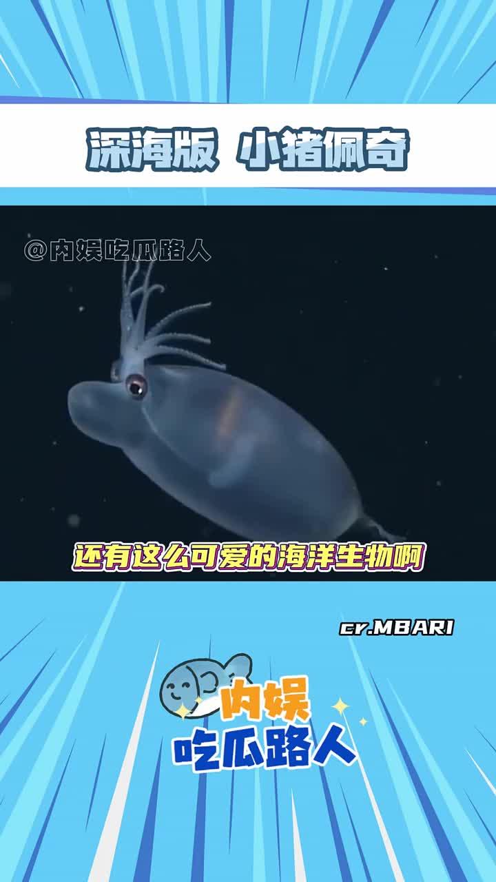原来深海里还有这么可爱的小猪佩奇啊