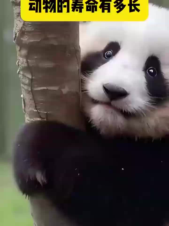 动物寿命有多长 你知道吗