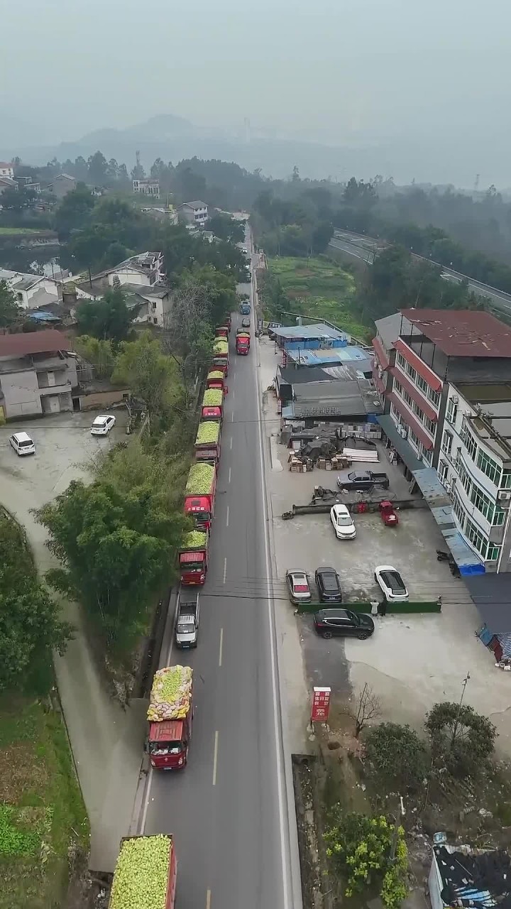 涪陵榨菜大丰收,大型运输车队场面壮观,涪陵乌江榨菜香飘世界