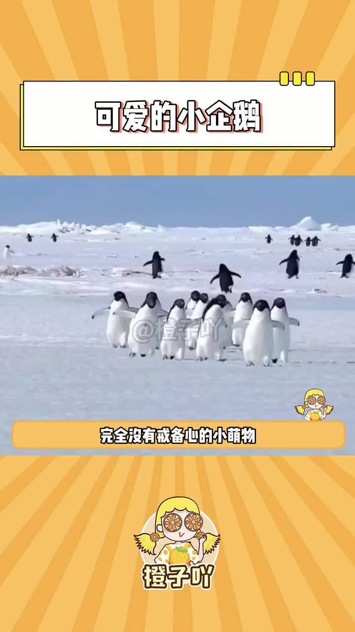 可爱的小企鹅!