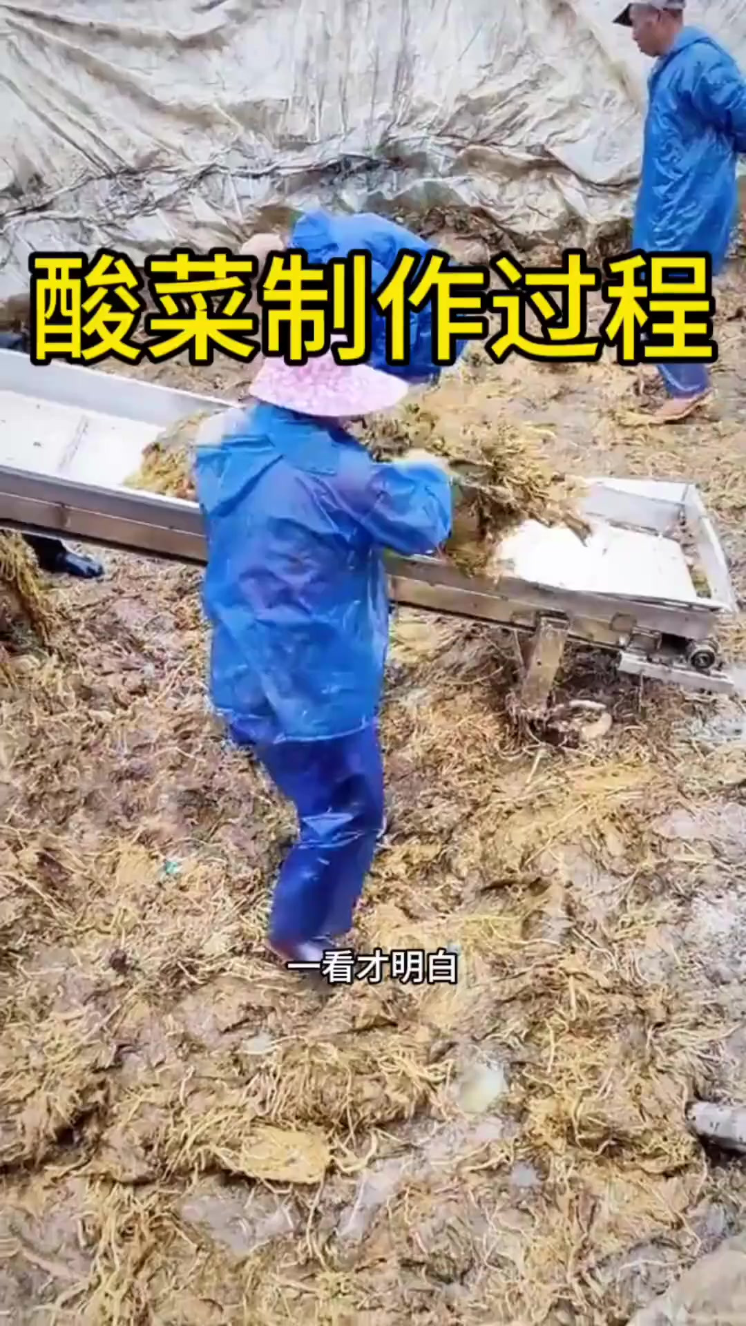 酸菜制作过程,长见识了