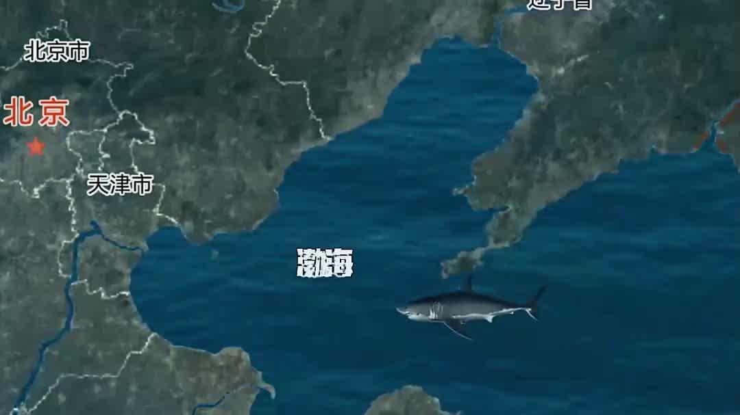 渤海里网黑鱼
