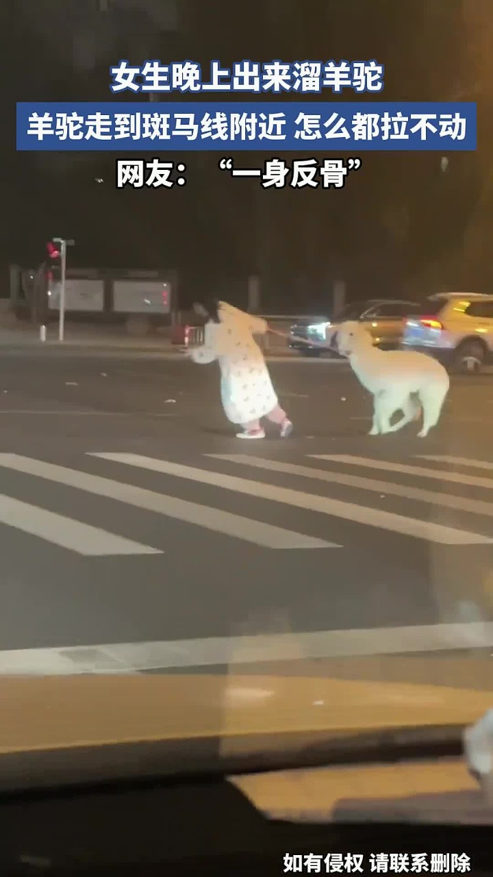 女生晚上出来溜羊驼,羊驼走到斑马线附近,怎么都拉不动